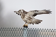 Buizerd-20190125g1280YSXX4497a.jpg