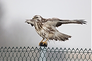 Filename=Buizerd-20190125g1280YSXX4498a.jpg
Filesize=663KiB
Dimensions=1280x960
Date added=Jan 26, 2019 Buizerd-20190125g1280YSXX4498a.jpg