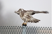 Buizerd-20190125g1280YSXX4498a.jpg