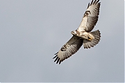 Buizerd-20190128g1280YSXX4503a.jpg