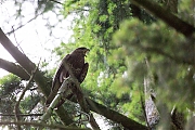 Buizerd-20190616g12807X1A7431b.jpg