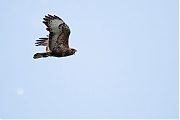 Buizerd-20190616g12807X1A7439a.jpg