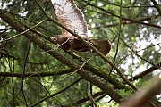 Buizerd-20190616g12807X1A7449b.jpg