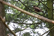 Filename=Buizerd-20190616g12807X1A7452a.jpg
Filesize=1022KiB
Dimensions=1280x960
Date added=Jun 16, 2019 Buizerd-20190616g12807X1A7452a.jpg