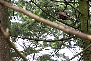 Buizerd-20190616g12807X1A7452a.jpg