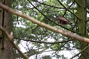 Buizerd-20190616g12807X1A7453a.jpg