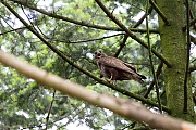 Buizerd-20190616g12807X1A7453b.jpg