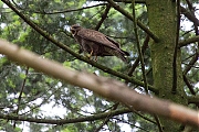 Filename=Buizerd-20190616g12807X1A7454a.jpg
Filesize=1028KiB
Dimensions=1280x960
Date added=Jun 16, 2019 Buizerd-20190616g12807X1A7454a.jpg