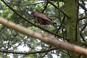 Buizerd-20190616g12807X1A7454a.jpg