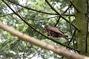 Filename=Buizerd-20190616g12807X1A7454b.jpg
Filesize=1137KiB
Dimensions=1280x960
Date added=Jun 20, 2019 Buizerd-20190616g12807X1A7454b.jpg