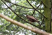 Buizerd-20190616g12807X1A7454b.jpg