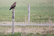 Buizerd-20200124g1280YSXX6768a-Haamstede.jpg