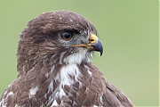 Buizerd-20200124g1280YSXX6890a-Haamstede.jpg