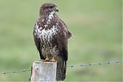 Buizerd-20200124g1280YSXX6890bg-Haamstede.jpg