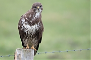 Buizerd-20200124g1280YSXX6907a-Haamstede.jpg