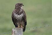 Buizerd-20200124g1280YSXX6912a-Haamstede.jpg