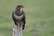 Buizerd-20200124g1280YSXX6914a-Haamstede.jpg