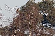 Buizerd-20200206g1280YSXX7129a-Arendonk.jpg