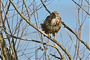 Buizerd-20210224g1280YSXX9124a-Biesbosch.jpg