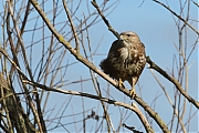 Buizerd-20210224g1280YSXX9129a-Biesbosch.jpg