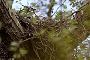 Buizerd-20210511g14401A1A6485acrfb.jpg