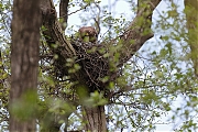 Buizerd-20210511g14401A1A6525acrfb.jpg