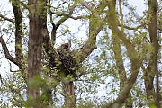 Buizerd-20210511gm14401A1A6535acrfb.jpg