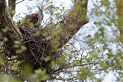 Buizerd-20210511gmg14401A1A6535acrfb.jpg