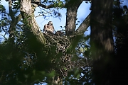 Buizerd-20210602g14401A1A9785acrfb.jpg