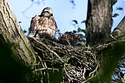 Filename=Buizerd-20210602gg14401A1A9785bcrfb.jpg
Filesize=814KiB
Dimensions=1280x960
Date added=Jun 02, 2021 Buizerd-20210602gg14401A1A9785bcrfb.jpg