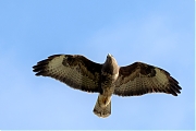 Filename=Buizerd-20211101g14401A1A2483acrfb-Waaijenberg.jpg
Filesize=596KiB
Dimensions=1280x960
Date added=Nov 02, 2021 Buizerd-20211101g14401A1A2483acrfb-Waaijenberg.jpg