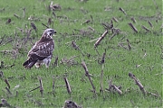 Filename=Buizerd-20211120g14401A1A3101acrfb-De-Maatjes.jpg
Filesize=855KiB
Dimensions=1280x960
Date added=Dec 23, 2021 Buizerd-20211120g14401A1A3101acrfb-De-Maatjes.jpg