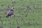 Buizerd-20211120g14401A1A3101acrfb-De-Maatjes.jpg