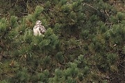 Filename=Buizerd-20220121g14401A1A5068b-De-Vrunten.jpg
Filesize=968KiB
Dimensions=1280x960
Date added=Jan 25, 2022 Buizerd-20220121g14401A1A5068b-De-Vrunten.jpg