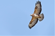 Filename=Buizerd-20220318g14401A1A9064a-Pannenhoef.jpg
Filesize=489KiB
Dimensions=1280x960
Date added=Mar 29, 2022 Buizerd-20220318g14401A1A9064a-Pannenhoef.jpg
