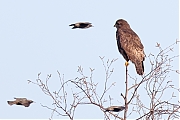 Filename=Buizerd-20240127g14401A1A7272dcrfb-Pannenhoef.jpg
Filesize=633KiB
Dimensions=1280x960
Date added=Jan 29, 2024 Buizerd-20240127g14401A1A7272dcrfb-Pannenhoef.jpg