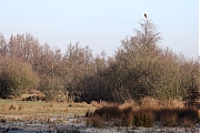 Filename=Buizerd-20240127g14401A1A7272ocrfb-Pannenhoef.jpg
Filesize=828KiB
Dimensions=1280x960
Date added=Jan 29, 2024 Buizerd-20240127g14401A1A7272ocrfb-Pannenhoef.jpg