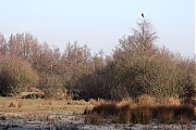 Buizerd-20240127g14401A1A7272ocrfb-Pannenhoef.jpg