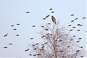 Filename=Buizerd-20240127g14401A1A7272odcrfb-Pannenhoef.jpg
Filesize=630KiB
Dimensions=1280x960
Date added=Jan 29, 2024 Buizerd-20240127g14401A1A7272odcrfb-Pannenhoef.jpg