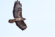 Filename=Buizerd-20240319g14401A1A0656acrfb-Oude-Buisse-Heide.jpg
Filesize=229KiB
Dimensions=1280x960
Date added=Mar 26, 2024 Buizerd-20240319g14401A1A0656acrfb-Oude-Buisse-Heide.jpg