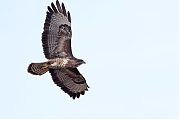 Buizerd-20240319g14401A1A0656acrfb-Oude-Buisse-Heide.jpg