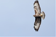 Filename=Buizerd-20240319g14401A1A0677acrfb-Oude-Buisse-Heide.jpg
Filesize=451KiB
Dimensions=1280x960
Date added=Mar 26, 2024 Buizerd-20240319g14401A1A0677acrfb-Oude-Buisse-Heide.jpg