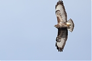 Buizerd-20240319g14401A1A0677acrfb-Oude-Buisse-Heide.jpg