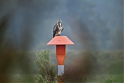 Filename=Buizerd-20240916g14401A1A7178atcrfb-Noordwaardpolder.jpg
Filesize=482KiB
Dimensions=1280x960
Date added=Sep 18, 2024 Buizerd-20240916g14401A1A7178atcrfb-Noordwaardpolder.jpg