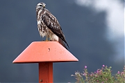 Filename=Buizerd-20240916g14401A1A7278atcrfb-Noordwaardpolder.jpg
Filesize=432KiB
Dimensions=1280x960
Date added=Sep 18, 2024 Buizerd-20240916g14401A1A7278atcrfb-Noordwaardpolder.jpg