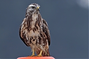 Filename=Buizerd-20240916g14401A1A7283atcrfb-Noordwaardpolder.jpg
Filesize=414KiB
Dimensions=1280x960
Date added=Sep 18, 2024 Buizerd-20240916g14401A1A7283atcrfb-Noordwaardpolder.jpg
