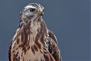 Filename=Buizerd-20240916g14401A1A7283dtcrfb-Noordwaardpolder.jpg
Filesize=521KiB
Dimensions=1280x960
Date added=Sep 18, 2024 Buizerd-20240916g14401A1A7283dtcrfb-Noordwaardpolder.jpg