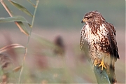 Filename=Buizerd-20240920g14401A1A7676dtcrfb-Noordwaardpolder.jpg
Filesize=631KiB
Dimensions=1280x960
Date added=Oct 24, 2024 Buizerd-20240920g14401A1A7676dtcrfb-Noordwaardpolder.jpg