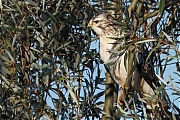Filename=Buizerd-20241004g14401A1A8121atcr-Noordwaardpolder.jpg
Filesize=1094KiB
Dimensions=1280x960
Date added=Oct 24, 2024 Buizerd-20241004g14401A1A8121atcr-Noordwaardpolder.jpg