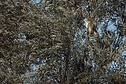 Filename=Buizerd-20241004g14401A1A8121otcr-Noordwaardpolder.jpg
Filesize=1441KiB
Dimensions=1280x960
Date added=Oct 24, 2024 Buizerd-20241004g14401A1A8121otcr-Noordwaardpolder.jpg
